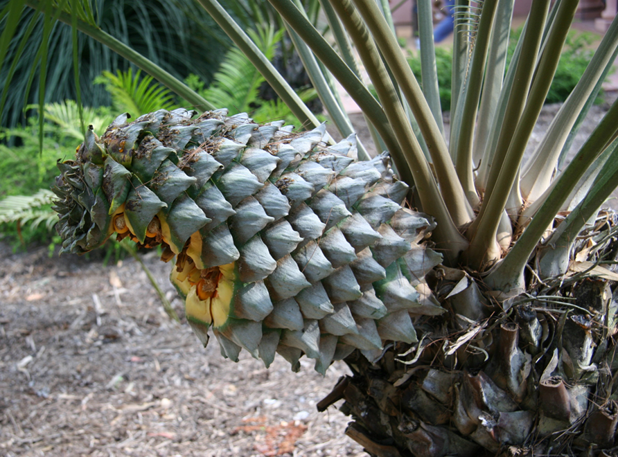 A Scaly Zamia Cycad