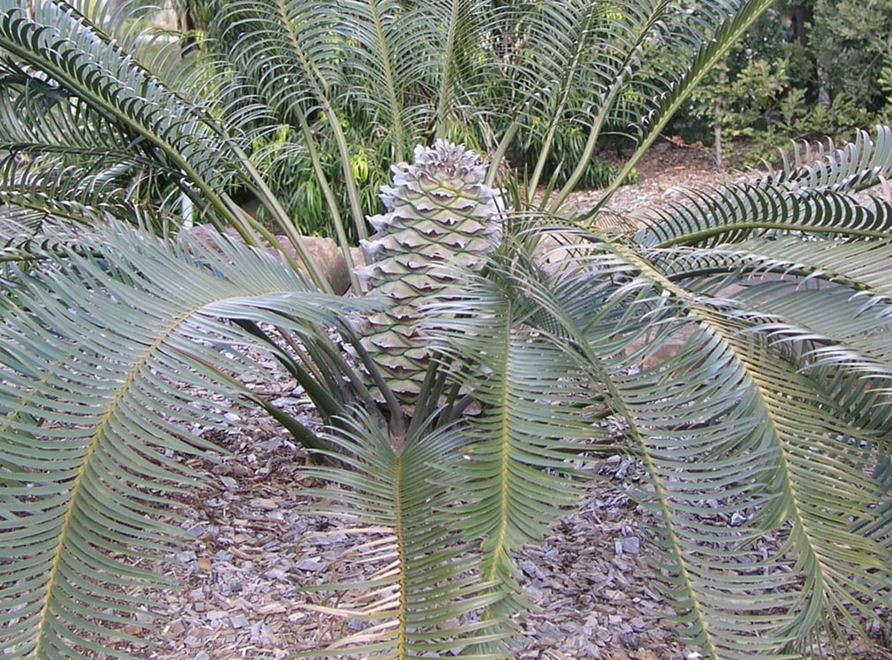 Pineapple Zamia Cycad