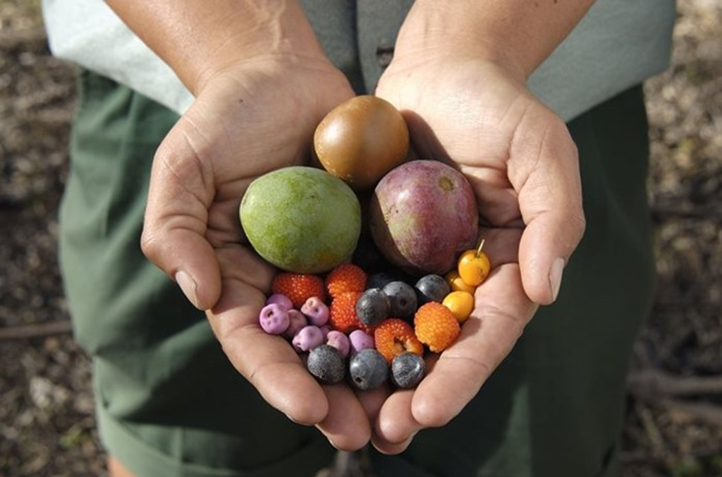 bush foods close up