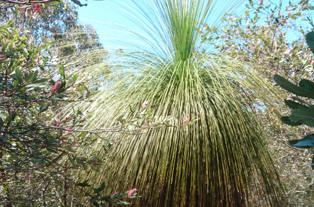 grass tree close up plant 