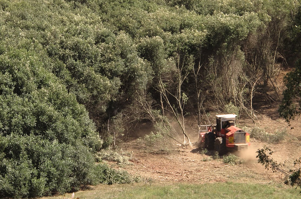 Bulldozer clearing African Olive trees