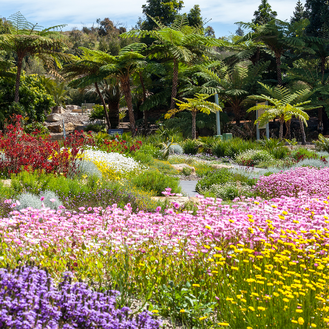 seas of colourful flowers and lush rainforest garden