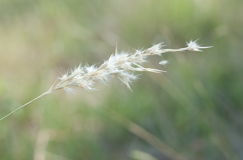 Grass seed head of Austrodanthonia fulva