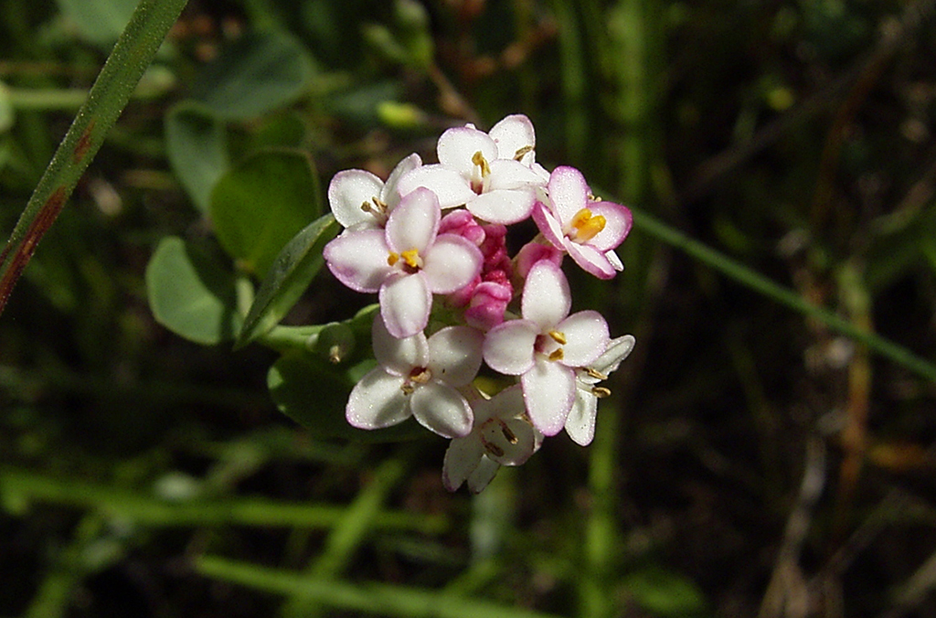 White and pink flower cluster of Pimelea spicata