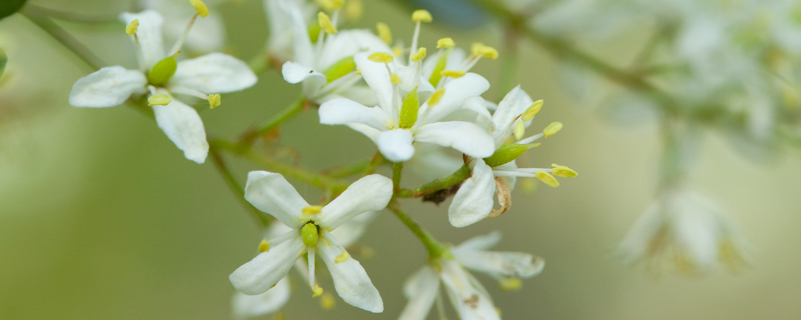 White flowers of Bursaria spinosa, a native Australian species present in the Cumberland Plain Woodland