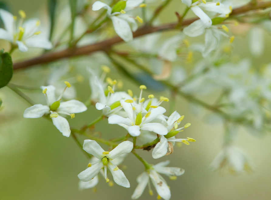 White flowers of Bursaria spinosa, a native Australian species present in the Cumberland Plain Woodland