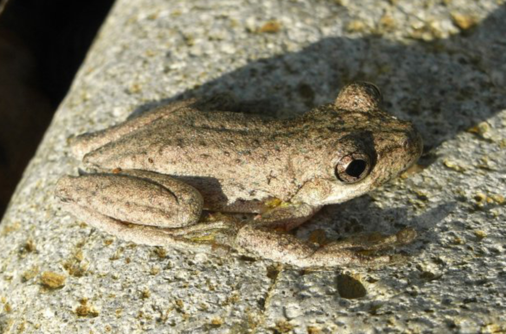 Small browny cream coloured frog, Litoria peronii