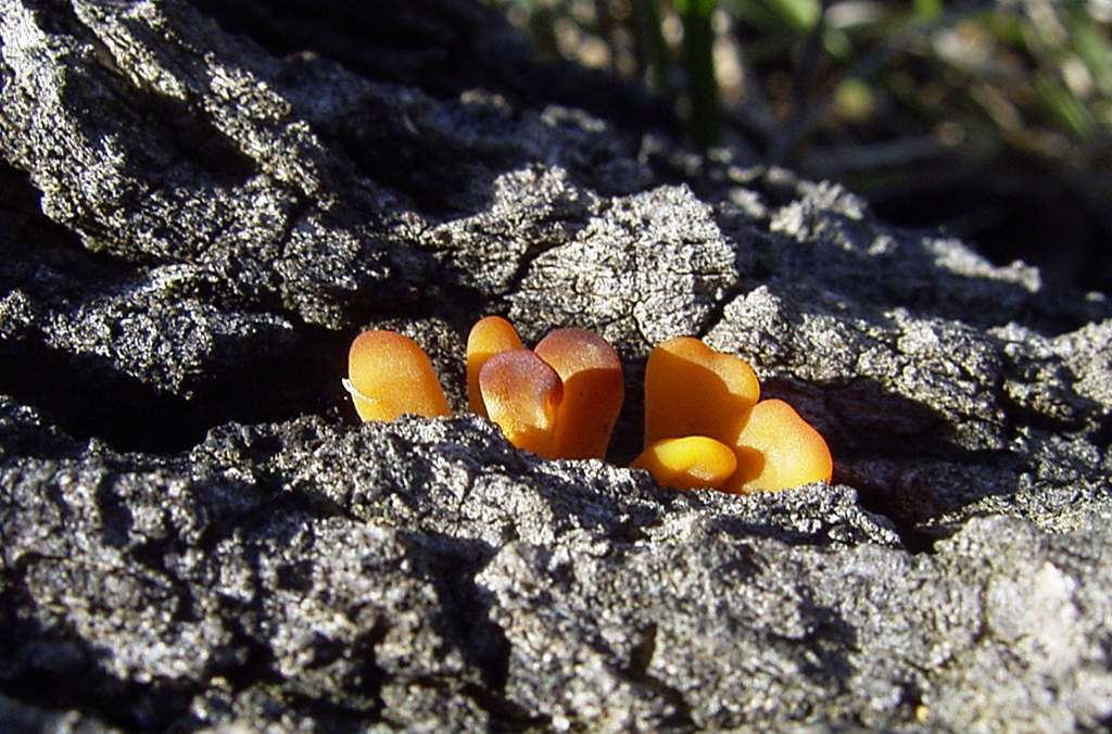 Orange fungi growing on tree bark