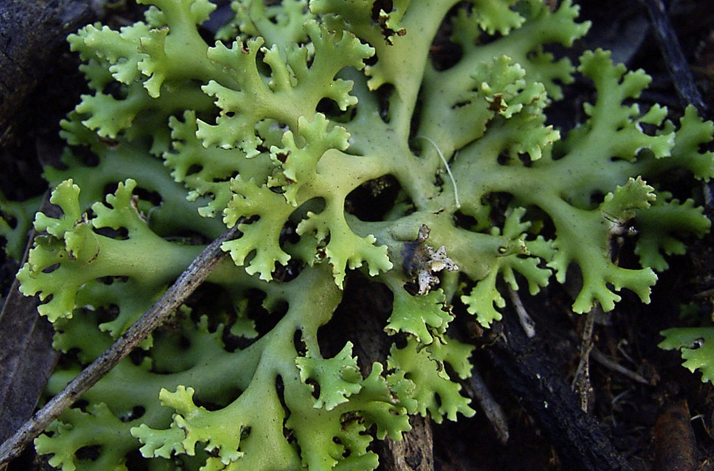 Green curly lichen