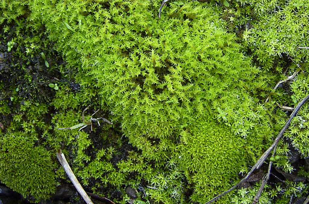 A thick carpet of moss
