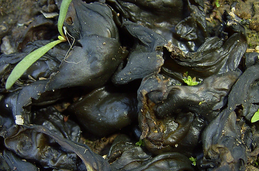 Nostoc commune, an alga with black jelly like growth on the soil surface