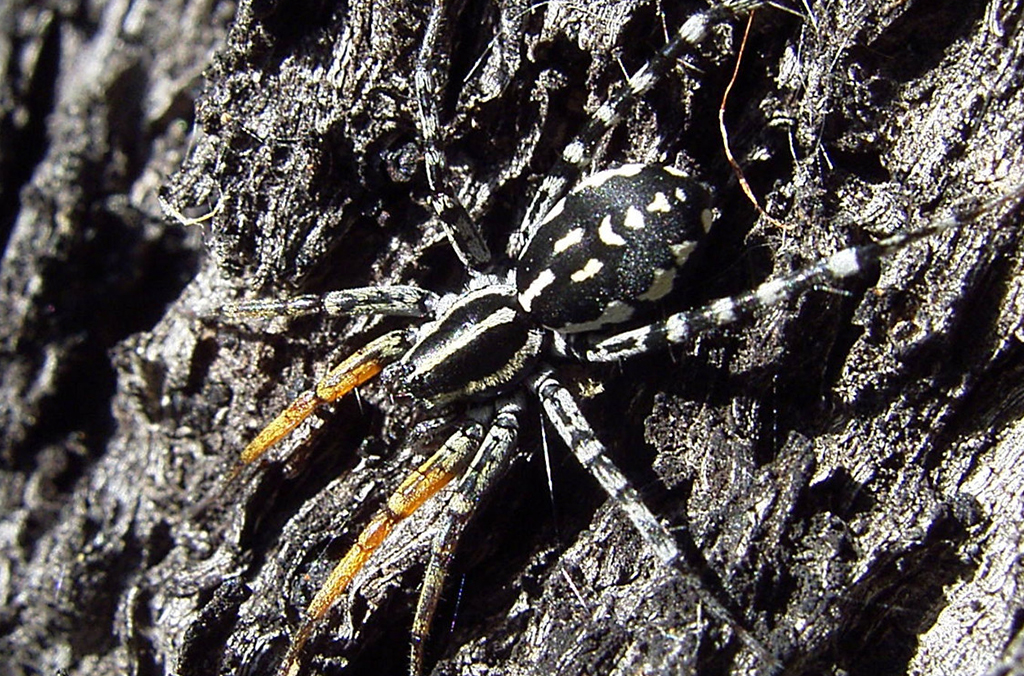 Black and white patterned spider, Supunna picta, on tree bark