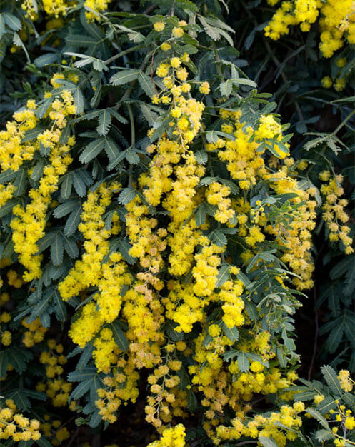 Close up of Golden Wattle in the Wattle Garden