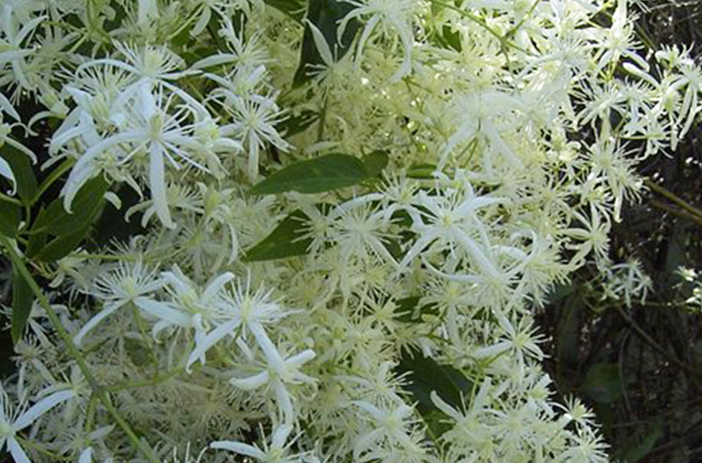 Abundant cream flowered bush