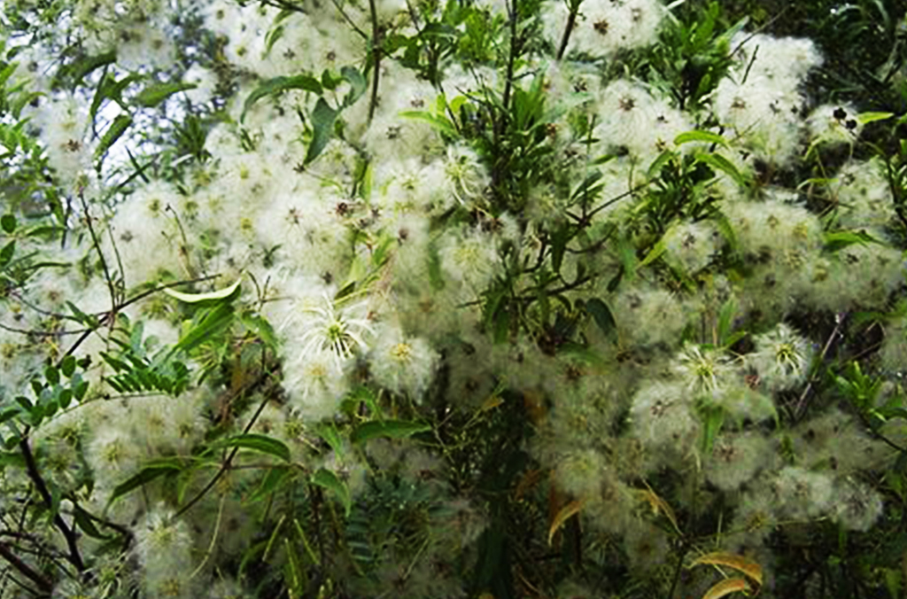 Cream coloured flowering bush