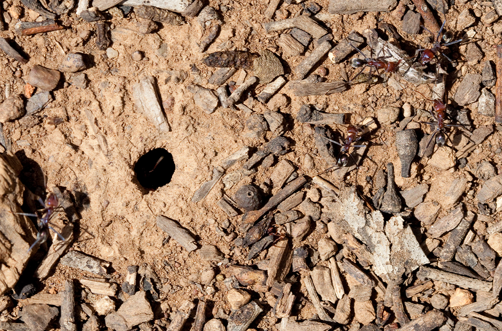 Ants coming out of a nest