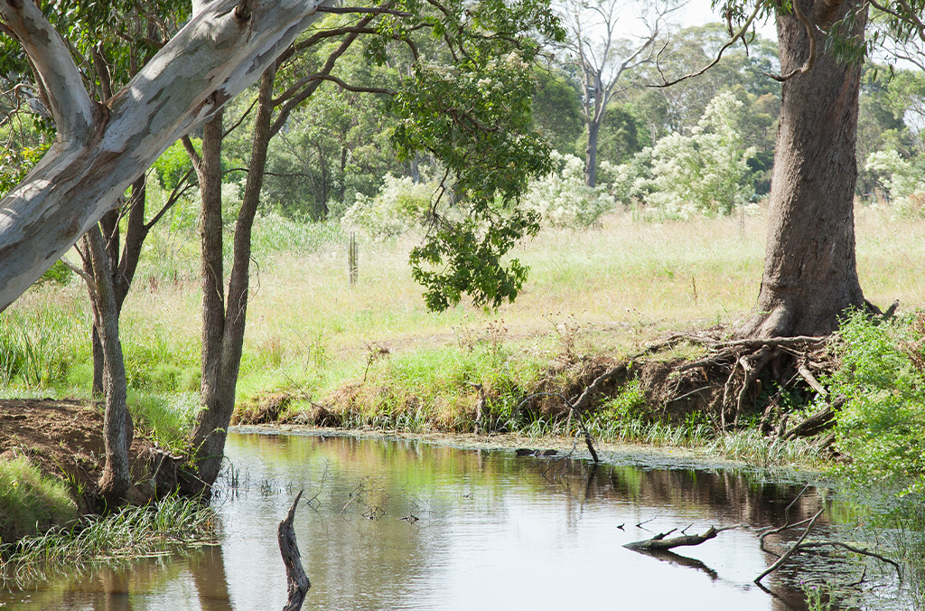 Creek lined with eucalyptus trees in the Cumberland Plain Woodland, South West Sydney