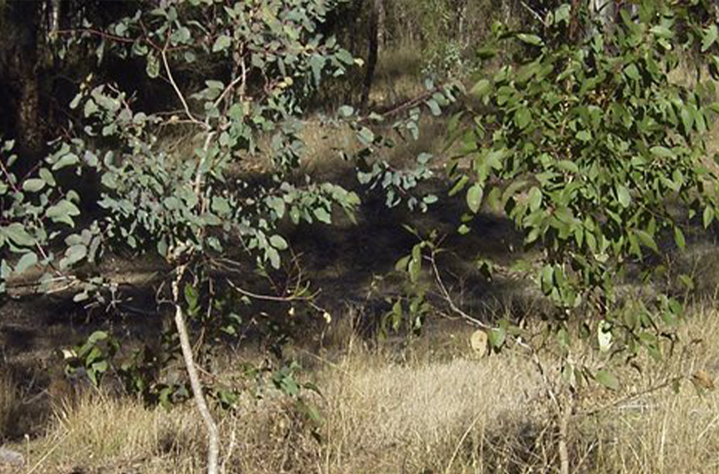 Two sapling Eucalyptus trees