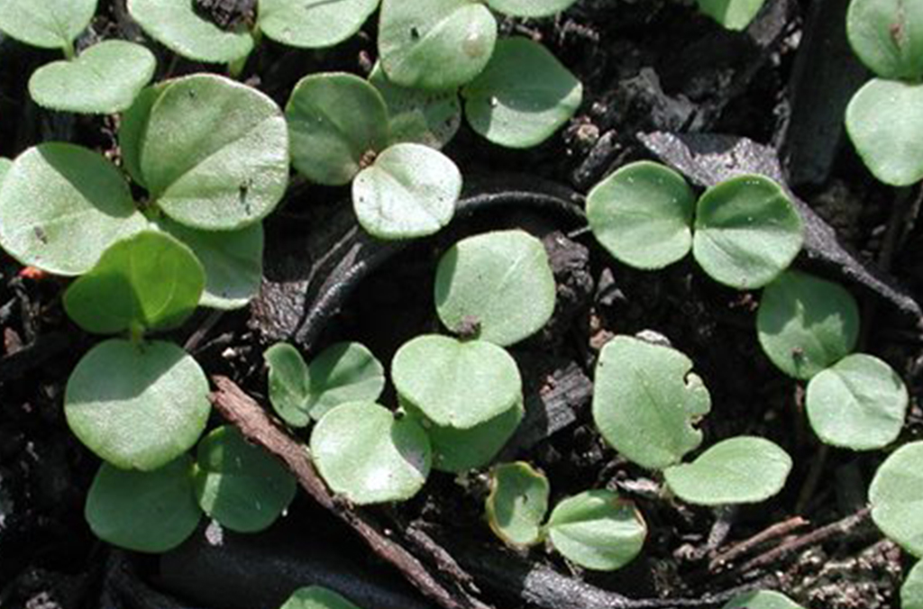 Seedlings sprouting through soil