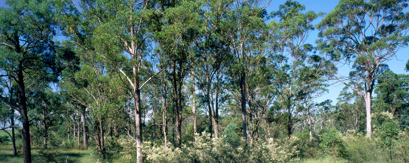 Bushland of the Cumberland plains woodlands