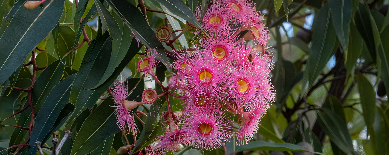 Pink flowering gum blossoms