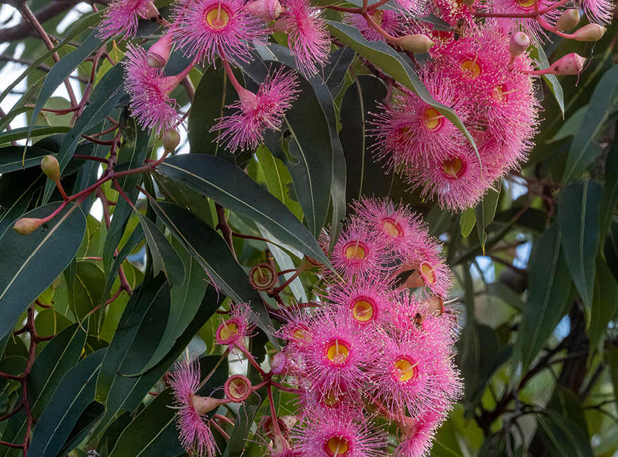 Pink flowering gum blossoms