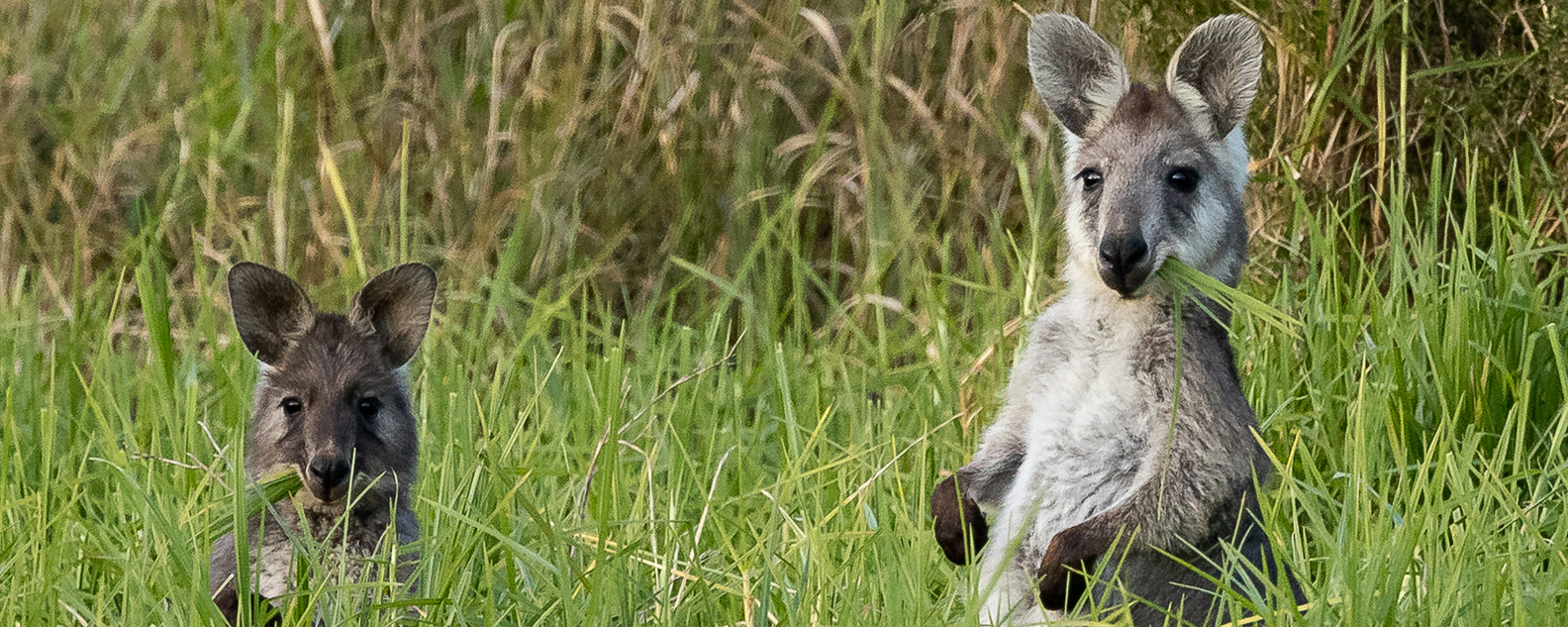 Wallabies grazing among grasslands