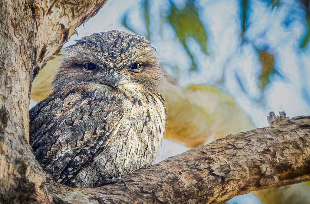 Tawny frogmouth bird in a tree