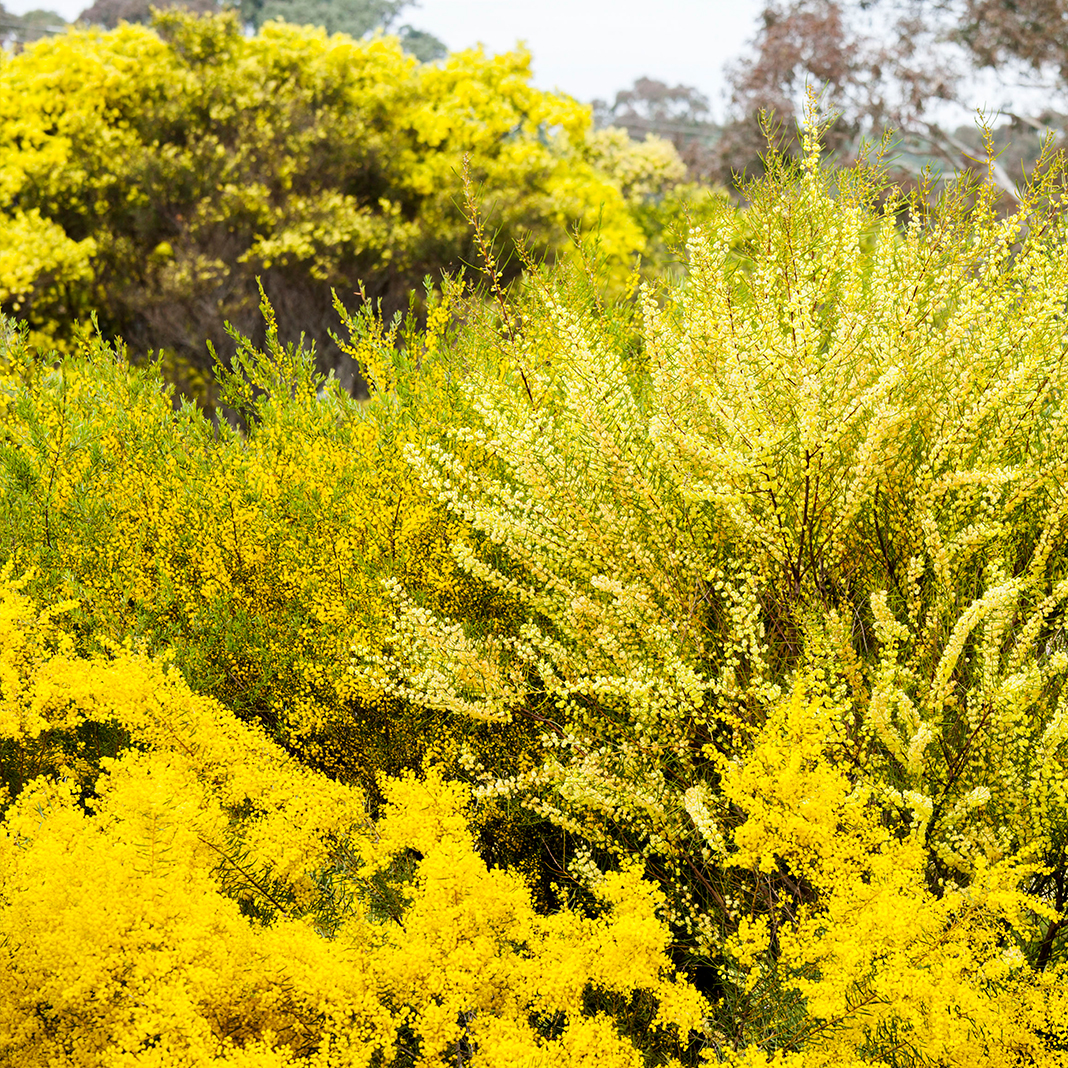 Garden full of different species of wattles in flower