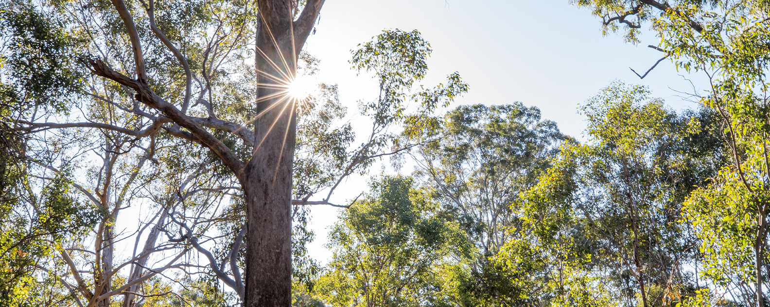 sun peeking through native Australian woodlands