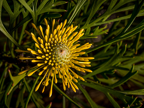 Yellow spiky looking flower on an Australian native plant