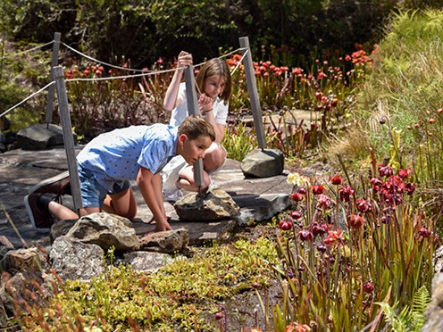 Two children examine a bog garden filled with pitcher plants and venus fly traps