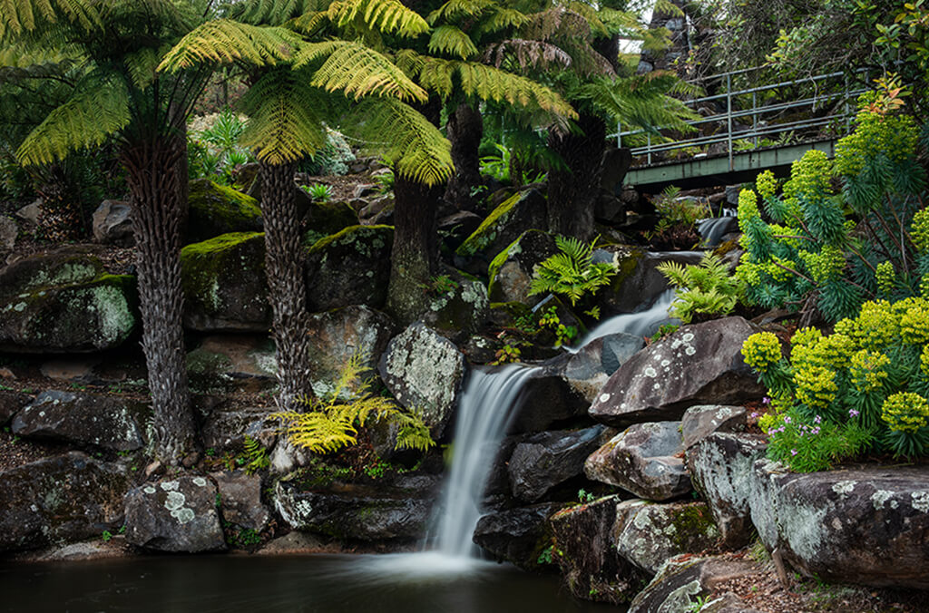 Small waterfall cascading into a pond, footbridge above it and towering ferns.