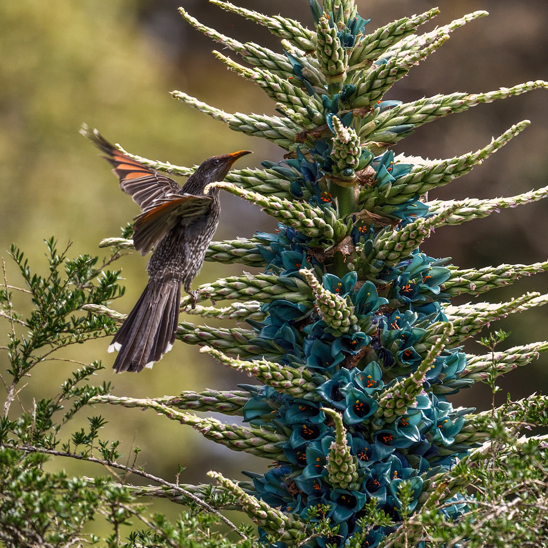 Wattle bird flying to perch on a giant flower stalk with clusters of blue flowers