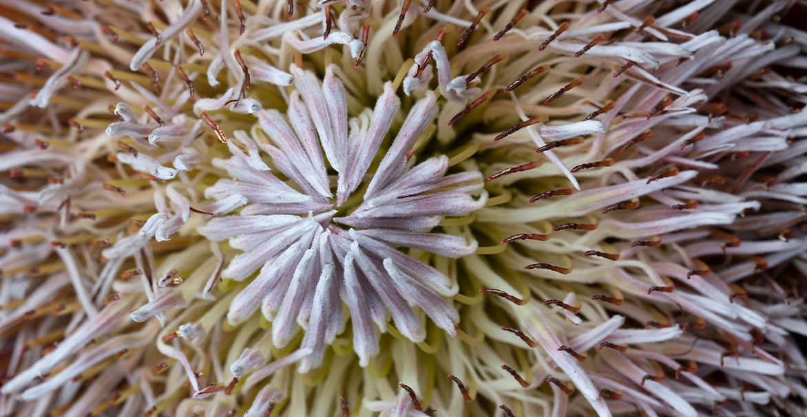 Detail image of the middle of a pale pink flower
