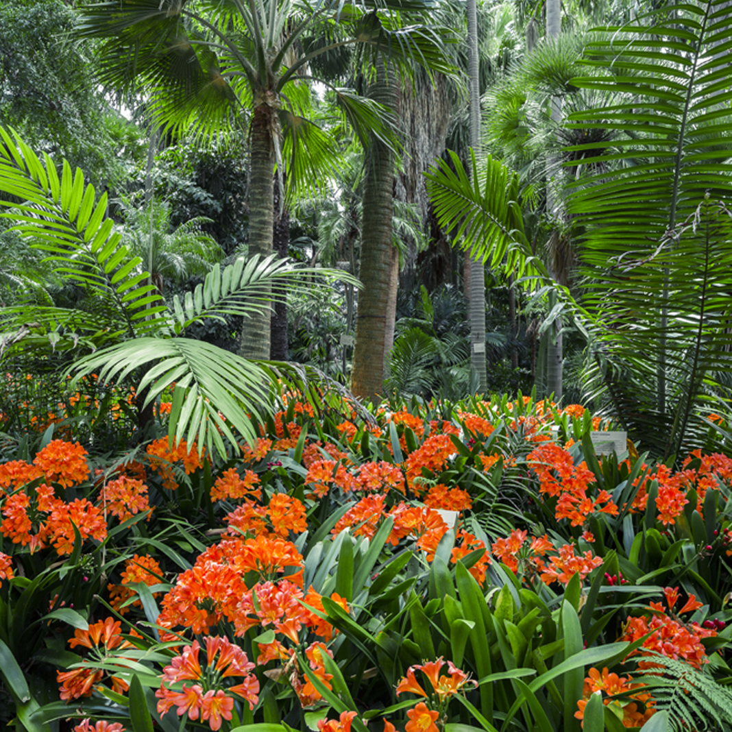 Grove of different species of Palm trees, with orange flowering cliveas growing in the undercanopy