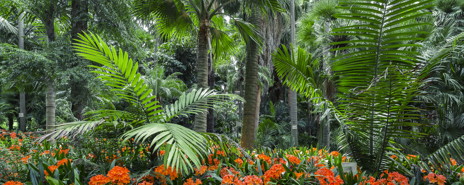 Grove of different species of Palm trees, with orange flowering cliveas growing in the undercanopy