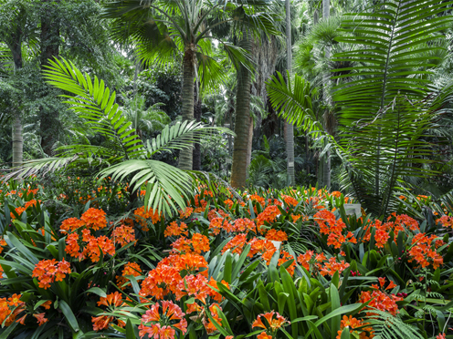 Grove of different species of Palm trees, with orange flowering cliveas growing in the undercanopy