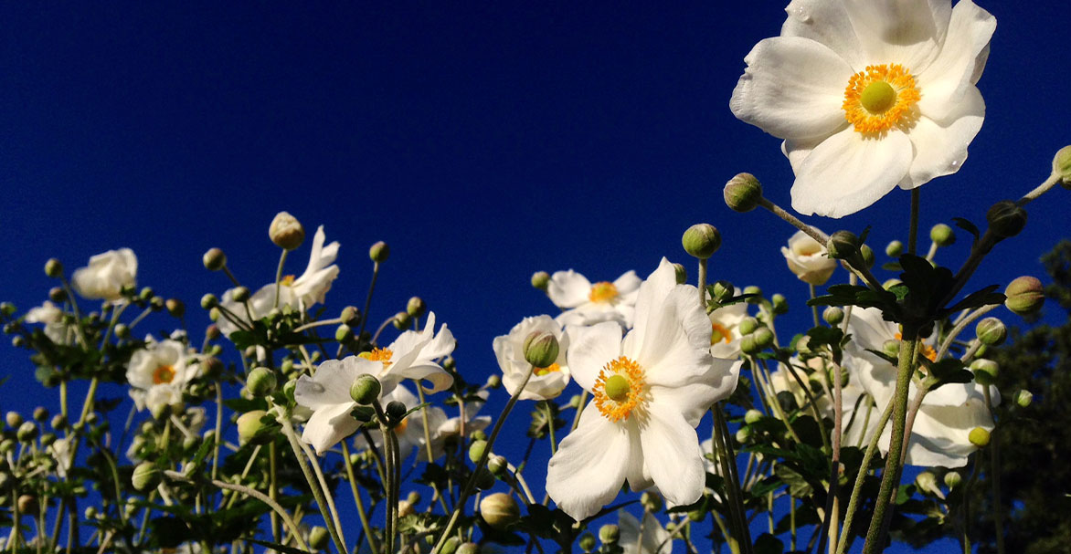 White flowers from below with blue sky behind