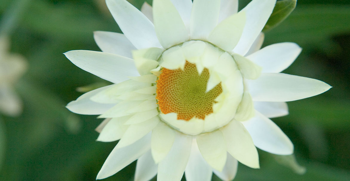Detailed image of a white paper daisy