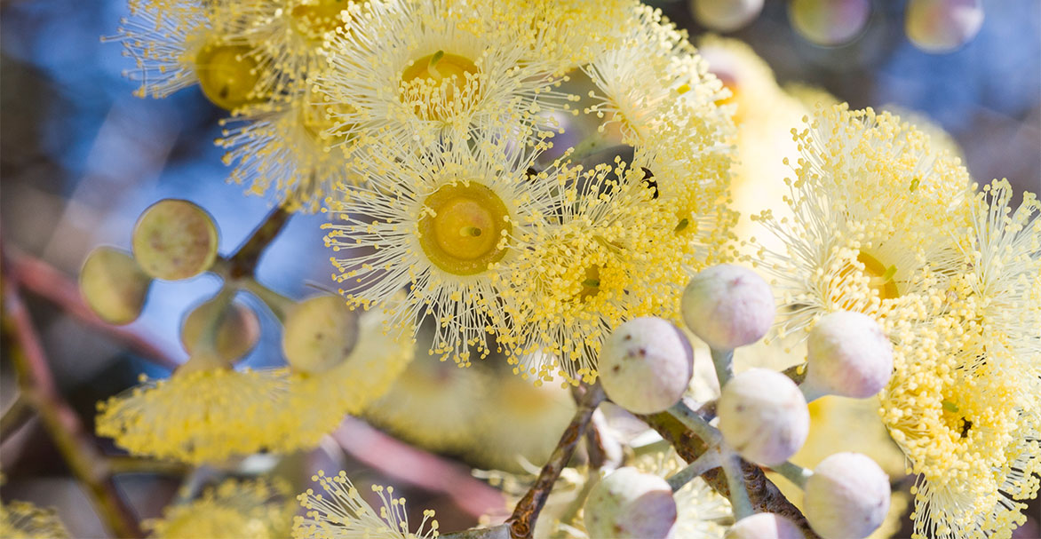 Detailed image of yellow flowering gum