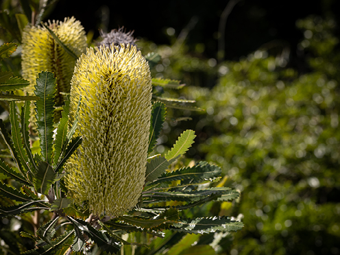 Banksia in bloom