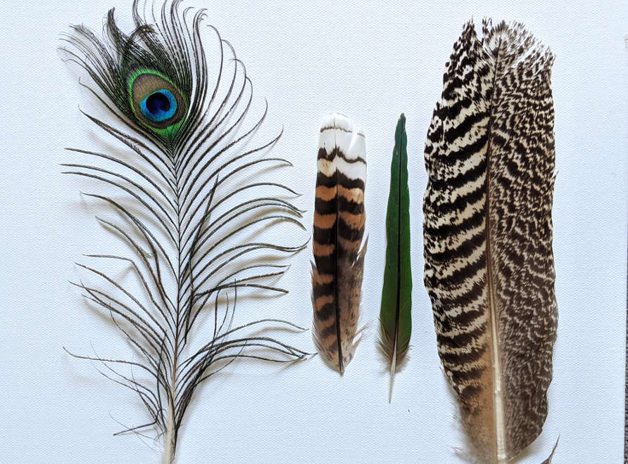 Tail feathers 