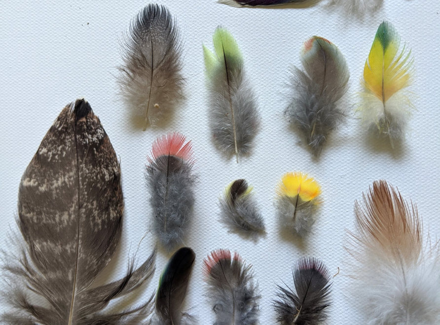 body feathers