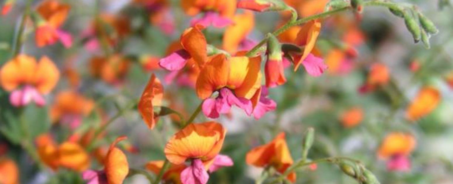 Native peas