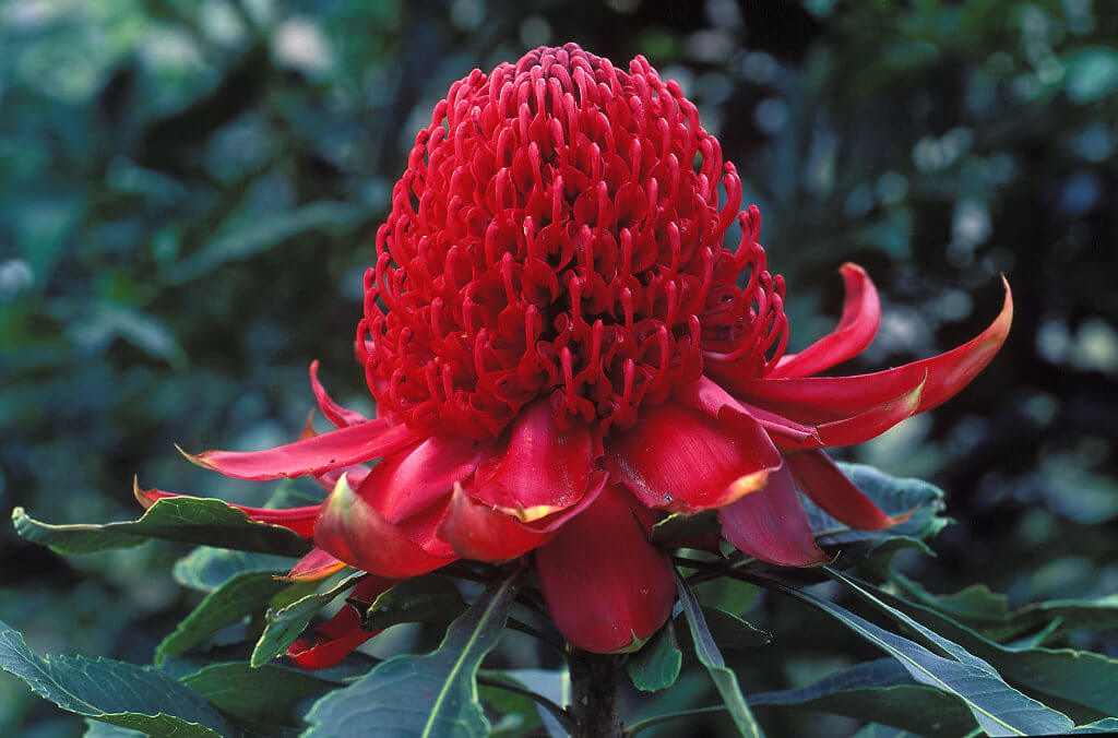 waratah olympic flame 