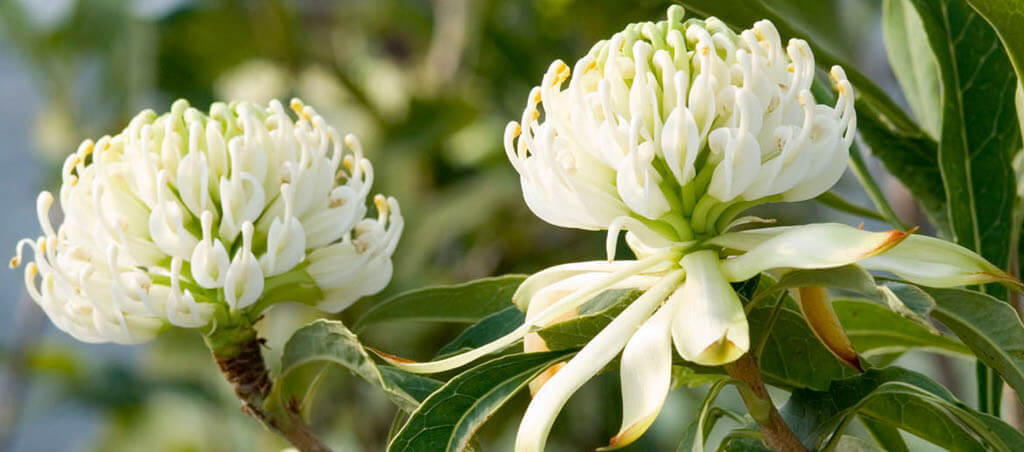 white waratah close up 