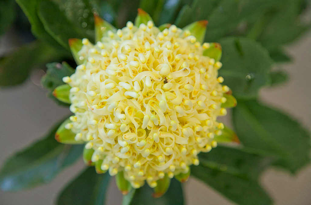 yellow waratah close up