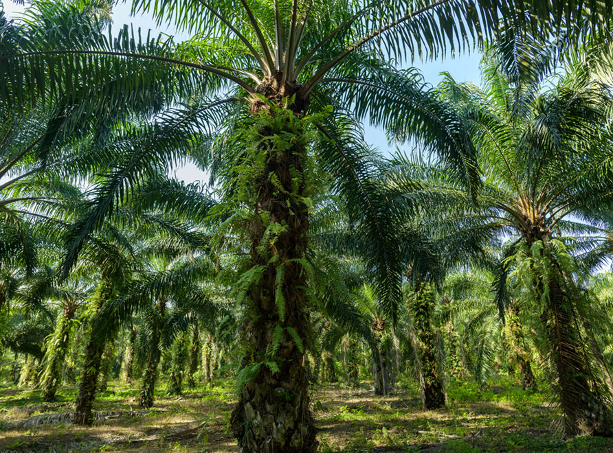 A grove of African Palm Oil Palms