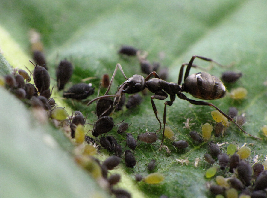 An ant eating the honeydew left by a Rose Aphid